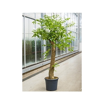 Гетеропанакс зонтикоцветный chinensis branched Диаметр горшка — 31 см Высота растения — 140 см