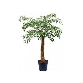 Гетеропанакс зонтикоцветный chinensis stem Диаметр горшка — 31 см Высота растения — 170 см