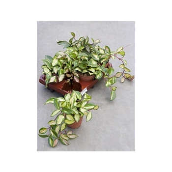 Хойа carnosa tricolor hanger Диаметр горшка — 12 см Высота растения — 15 см