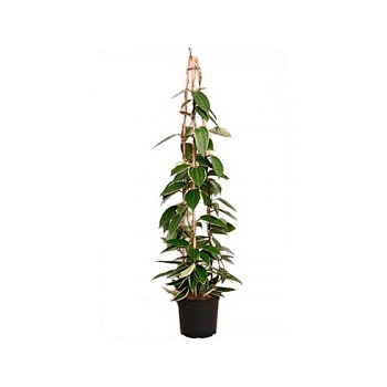 Хойа macrophylla pyramid Диаметр горшка — 19 см Высота растения — 110 см