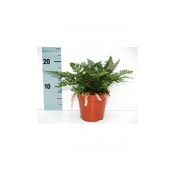 Хумата tyermannii 1 Диаметр горшка — 8.5 см Высота растения — 15 см