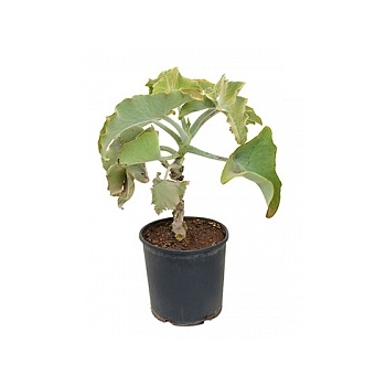 Каланхое beharensis stem Диаметр горшка — 30 см Высота растения — 90 см