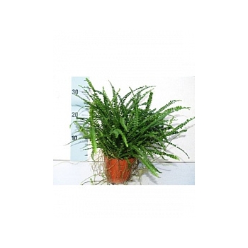 Нефролепсис cordifolia duffii Диаметр горшка — 12 см Высота растения — 30 см