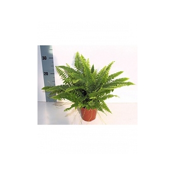 Нефролепсис green lady Диаметр горшка — 12 см Высота растения — 35 см