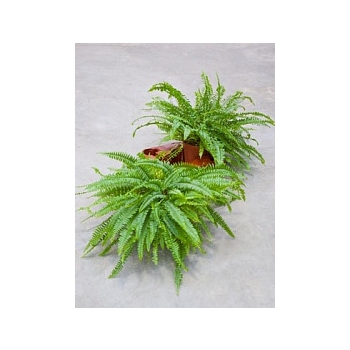 Нефролепсис green lady Диаметр горшка — 17 см Высота растения — 50 см