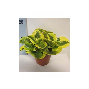Пеперомия obtusifolia variegatum Диаметр горшка — 12 см Высота растения — 20 см