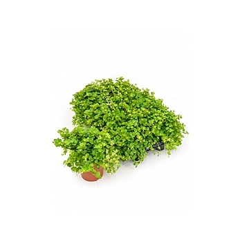 Пеперомия rotundifolia Диаметр горшка — 15 см Высота растения — 30 см