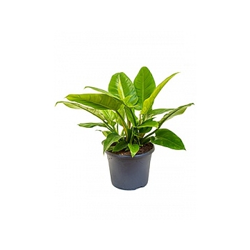 Филодендрон imperial green bush Диаметр горшка — 26 см Высота растения — 50 см
