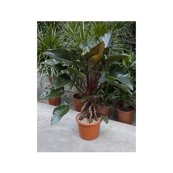 Филодендрон red beauty bush Диаметр горшка — 32 см Высота растения — 130 см