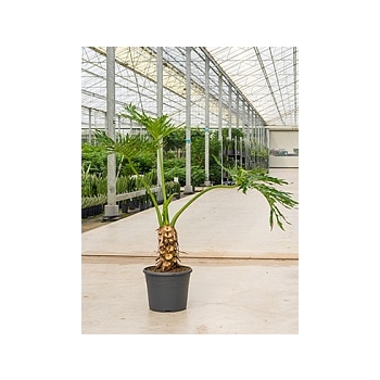 Филодендрон selloum stem/bush Диаметр горшка — 35 см Высота растения — 120 см