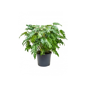 Филодендрон xanadu bush Диаметр горшка — 35 см Высота растения — 95 см