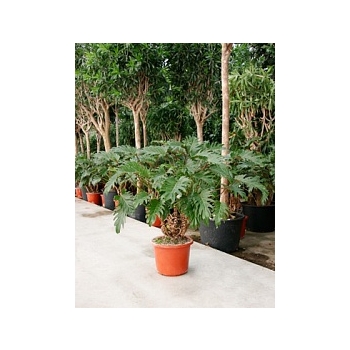Филодендрон xanadu bush Диаметр горшка — 32 см Высота растения — 110 см