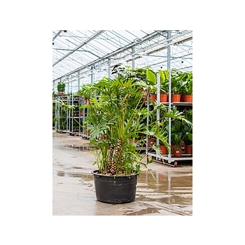Филодендрон xantal bush Диаметр горшка — 52 см Высота растения — 130 см