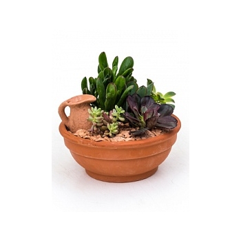 Plant arrangement sukkulenten planted dish with succulents Диаметр горшка — 19 см Высота растения — 20 см
