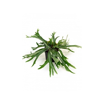 Платицериум (папоротник) alcicorne tuft Диаметр горшка — 24 см Высота растения — 40 см