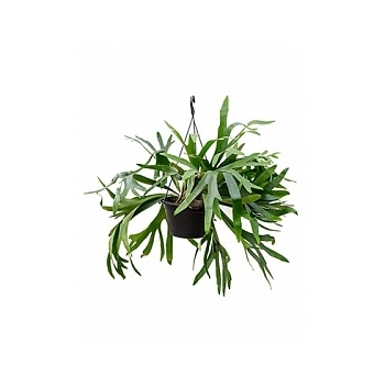 Платицериум (папоротник) bifercatum tuft 3pp Диаметр горшка — 28 см Высота растения — 60 см