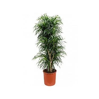 Плеомел (нолина-драцена) anita branched Диаметр горшка — 34 см Высота растения — 165 см