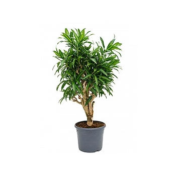 Плеомел (нолина-драцена) song of jamaica branched (70-80) Диаметр горшка — 29 см Высота растения — 80 см