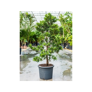 Подокарпус (Многоплодник) latifolius bush (140-160) Диаметр горшка — 40 см Высота растения — 150 см