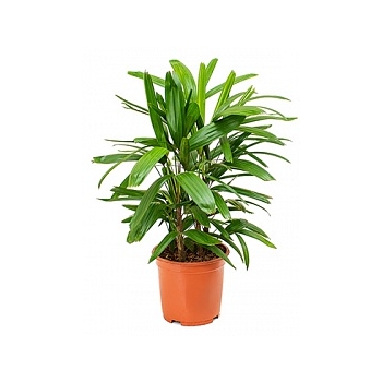 Рапис excelsa (55-70) bush Диаметр горшка — 19 см Высота растения — 60 см
