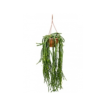 Рипсалис (прутовик) paradoxa hanger Диаметр горшка — 25 см Высота растения — 65 см