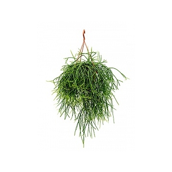 Рипсалис (прутовик) pulchra hanger Диаметр горшка — 21 см Высота растения — 50 см