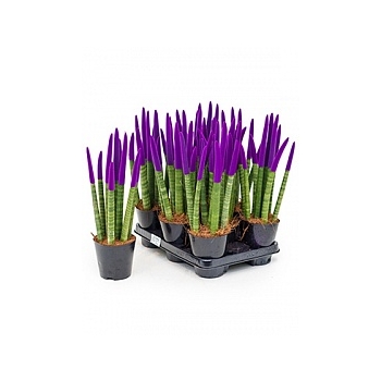 Сансевиерия cy. sp. velvet touchz pastel purple 8-9pp Диаметр горшка — 12 см Высота растения — 40 см
