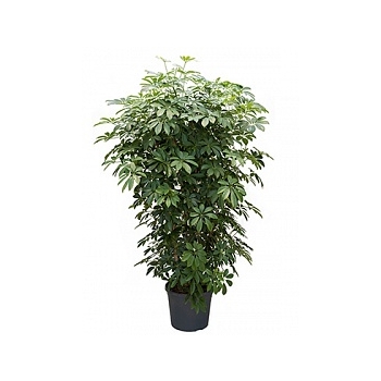 Шеффлера arboricola branched Диаметр горшка — 35 см Высота растения — 120 см