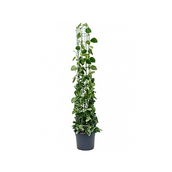 Эпипремнум pictus silvery ann column Диаметр горшка — 29 см Высота растения — 160 см