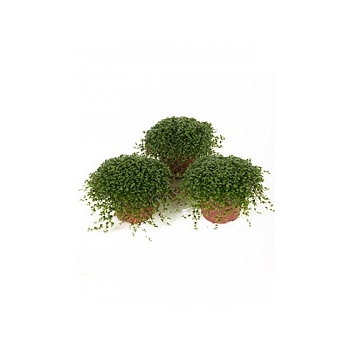 Солейролия (helexine) 15/tray green Диаметр горшка — 9 см Высота растения — 12 см