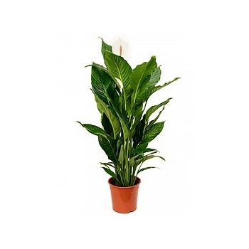 Спатифиллум sweet sebastiano bush Диаметр горшка — 24 см Высота растения — 100 см