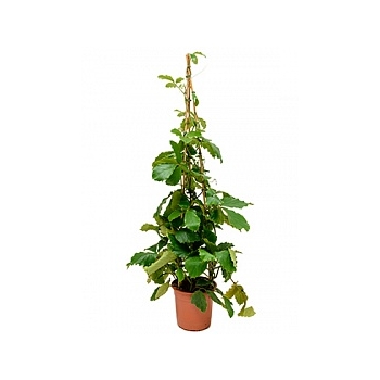 Тетрастигма виноградовая voinierianum pyramid Диаметр горшка — 27 см Высота растения — 150 см