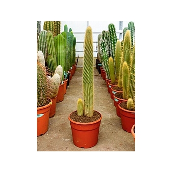 Ватрикания (кактус) guentheri 2pp (90-100) Диаметр горшка — 25 см Высота растения — 110 см