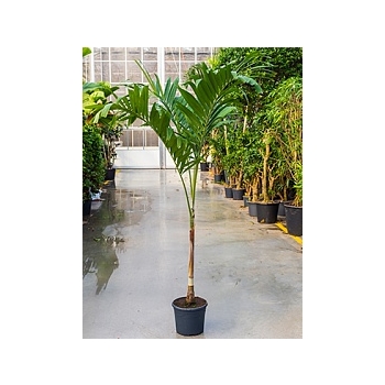 Пальма Вейчия Адонидия merrillii (200-210) stem Диаметр горшка — 31 см Высота растения — 200 см
