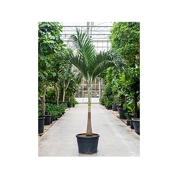 Пальма Вейчия Адонидия merrillii stem Диаметр горшка — 70 см Высота растения — 325 см