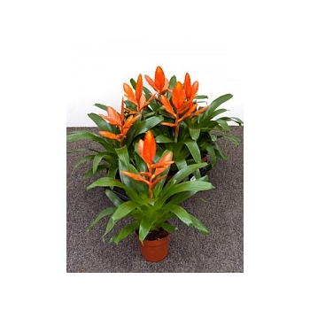 Вриезия intenso orange orange Диаметр горшка — 12 см Высота растения — 30 см