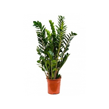 Замиокулькас zamiifolia tuft Диаметр горшка — 24 см Высота растения — 90 см