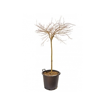 Клён palmatum baldsmith стебель Диаметр горшка — 50 см Высота растения — 150 см