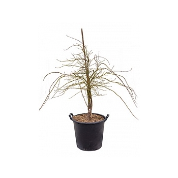 Клён palmatum dissectum branched Диаметр горшка — 45 см Высота растения — 130 см
