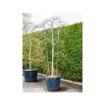 Клён palmatum dissectum стебель branched Диаметр горшка — 60 см Высота растения — 250 см