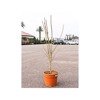 Клён palmatum summer gold branched Диаметр горшка — 28 см Высота растения — 140 см