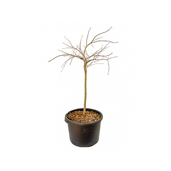 Клён palmatum tamukeyama стебель Диаметр горшка — 45 см Высота растения — 125 см