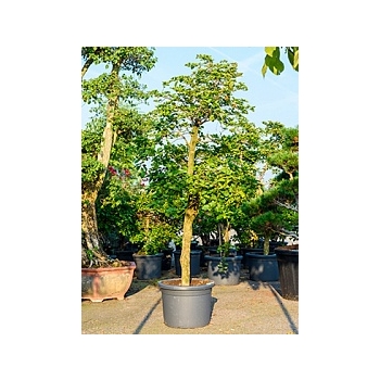 Бугенвиллея branched (без цветов) Диаметр горшка — 50 см Высота растения — 250 см