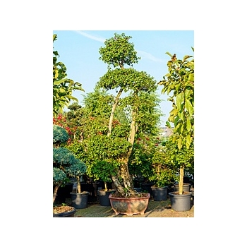 Бугенвиллея branched (без цветов) Диаметр горшка — 100/85 см Высота растения — 350 см
