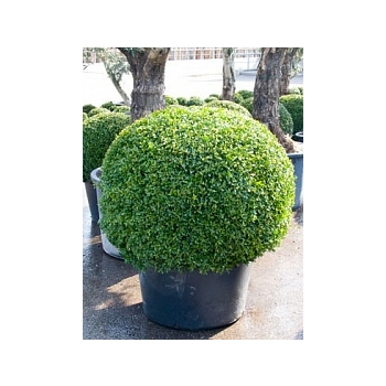 Самшит вечнозелёный шар (100-110) Диаметр горшка — 65 см Высота растения — 110 см