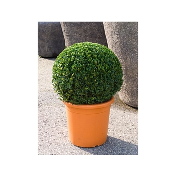 Самшит вечнозелёный шар (60-65) Диаметр горшка — 45 см Высота растения — 90 см