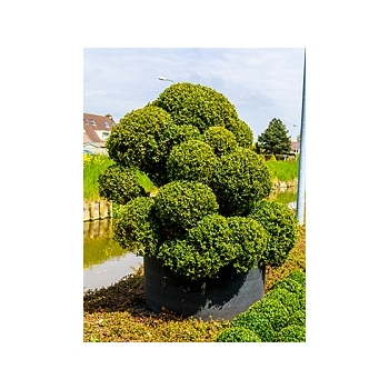 Самшит вечнозелёный бонсай Диаметр горшка — 120 см Высота растения — 180 см