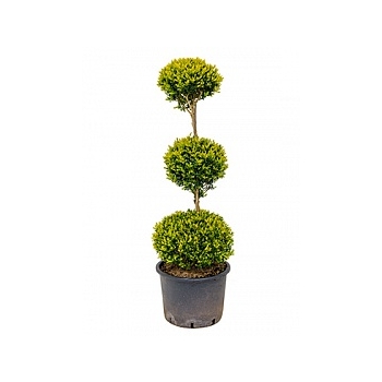 Самшит вечнозелёный стебель 3-шар Диаметр горшка — 30 см Высота растения — 120 см