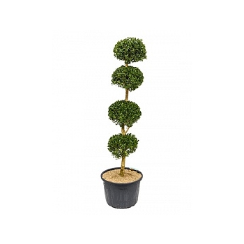 Самшит вечнозелёный стебель 4-boll Диаметр горшка — 40 см Высота растения — 170 см