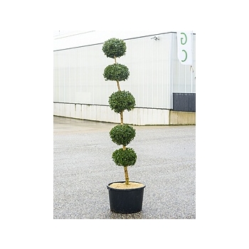 Самшит вечнозелёный стебель 5-boll Диаметр горшка — 50 см Высота растения — 210 см